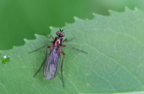 Réf. 268 580 : Dolichopus sp.